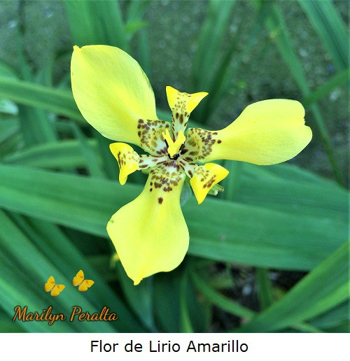 Flor del Lirio Amarillo