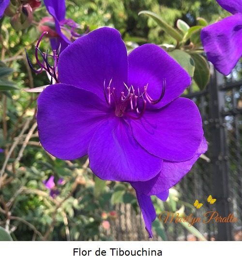 Flor de Tibouchina A