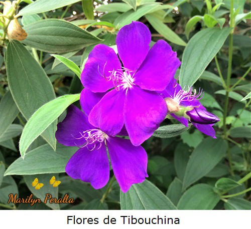 Flor de Tibouchina