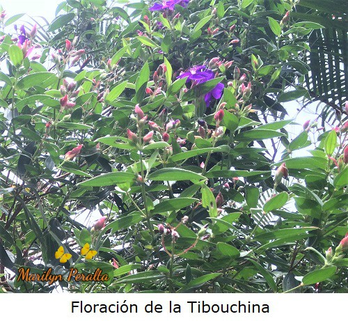 Capullos rojos de las flores de Tibouchina.