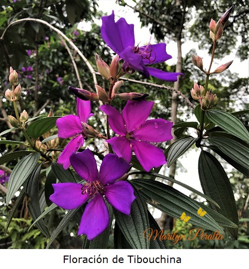 Floracion de Tibouchina