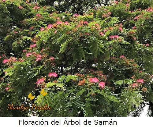 Floracion del Árbol de Saman.