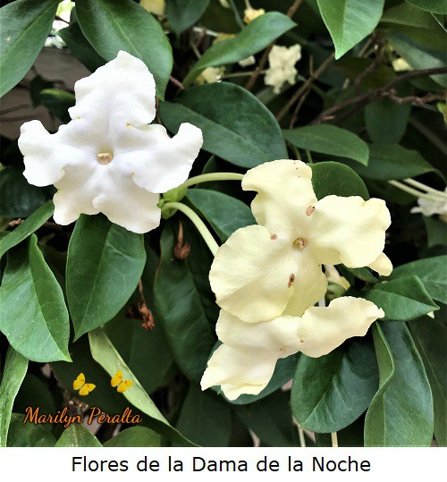 Flores del arbusto de Dama de la Noche