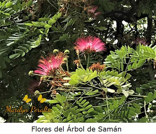 Flores del Árbol de Saman.