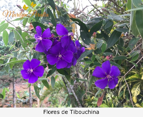 Flores moradas Tibouchina