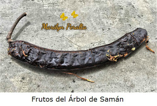 Fruto o legumbre del Árbol de Samán.