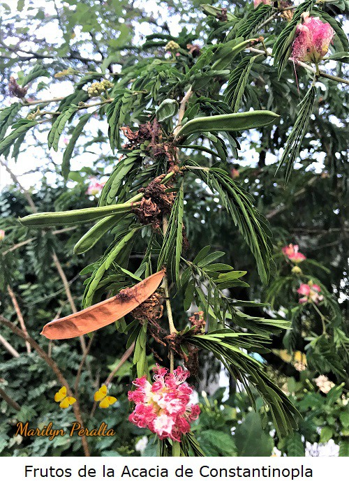 Frutos de la Acacia de Constantinopla.