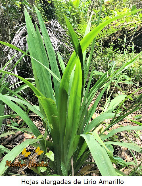 Hojas alargadas del Lirio Amarillo.
