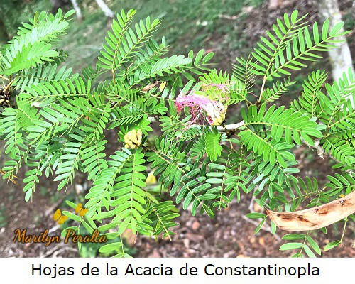 Hojas foliadas de la Acacia de Constantinopla.