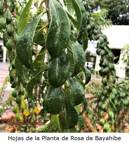 Hojas verdes de la Planta de Rosa de Bayahibe.