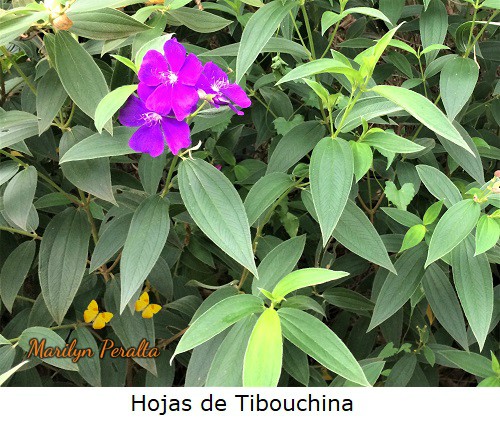 Hojas de la Tibouchina
