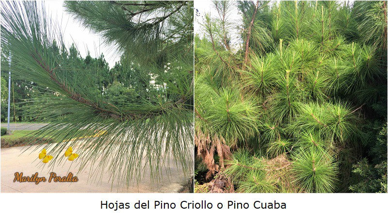 Hojas en forma de agujas del Pino Criollo