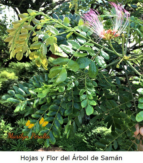 Hojas del Árbol de Samán.