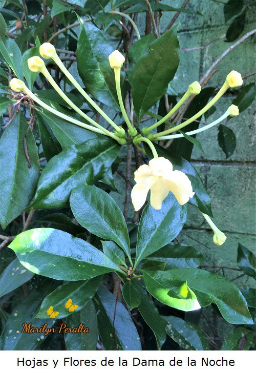 Hojas del arbusto de Dama dela Noche