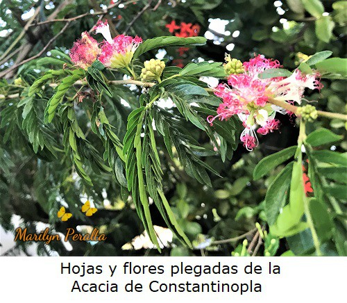 Hojas y flores cerradas de la Acacia de Constantinopla.