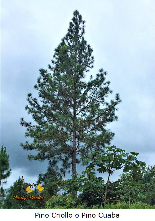 Pinus occidentalis