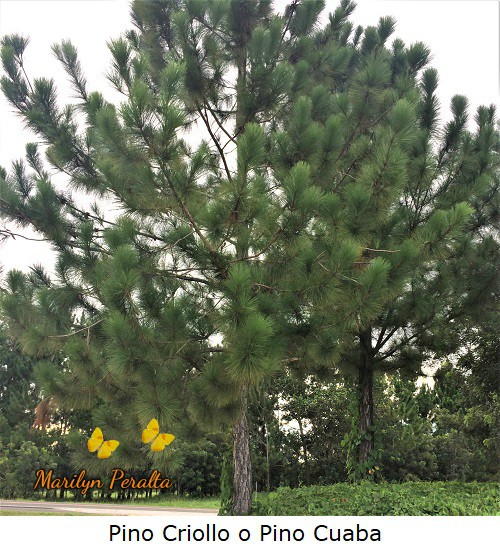 Pino Criollo o Pino Hispaniola