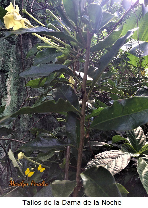 Tallo esbelto y delgado del arbusto de Dama de la Noche