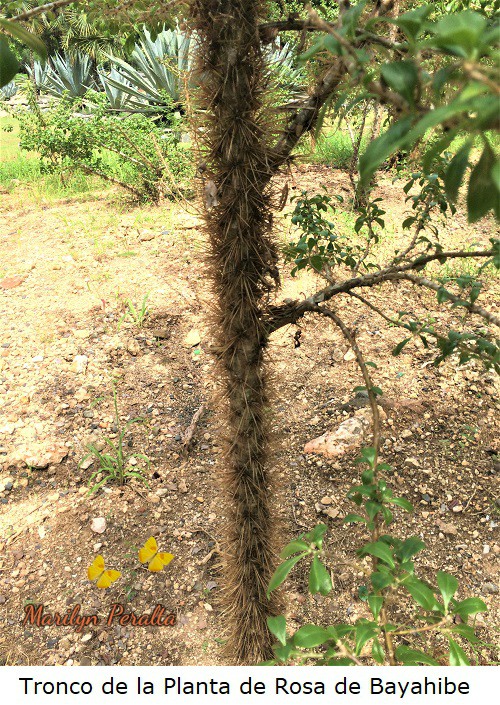 Tronco espinoso de la Planta de Rosa de Bayahibe
