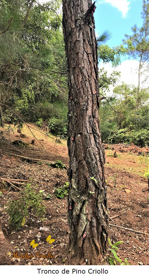 Tronco recto del Pino Criollo o Pino Cuaba