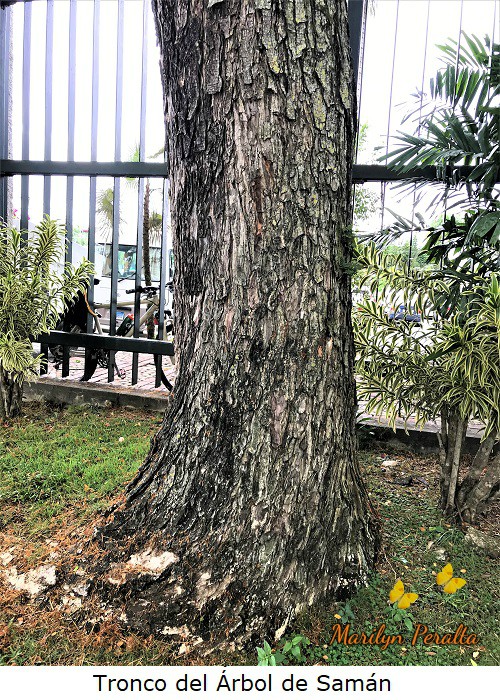 Tronco recto del Árbol de Samán.