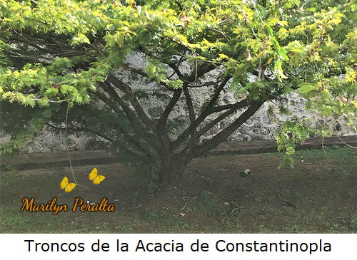 Tallo ramificado de la Acacia de Constantinopla