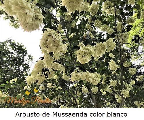 Arbusto de Mussaenda color blanco