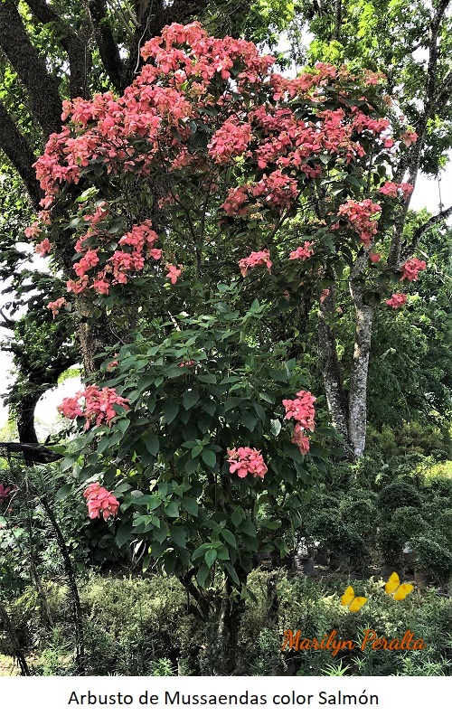Arbusto de Mussaendas color salmon