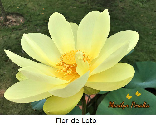 Flor de Loto o Loto Sagrado.