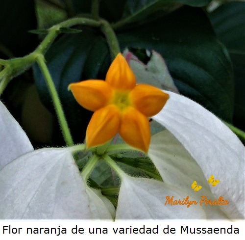 Flor naranja de una variedad de Mussaenda