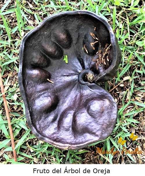 Fruto en forma de oreja del Árbol de oreja.