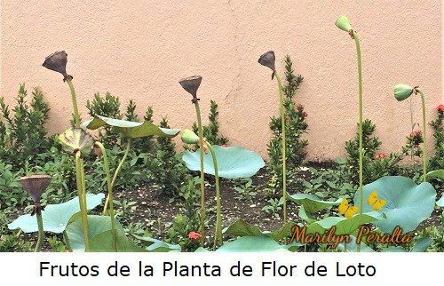 Frutos de la planta de Flor de Loto.