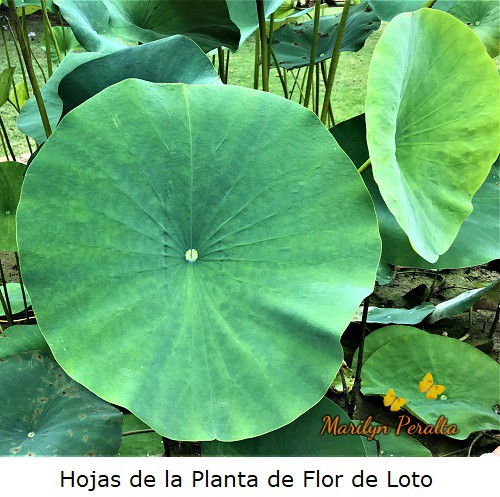 Hojas de la Planta de flor de Loto.