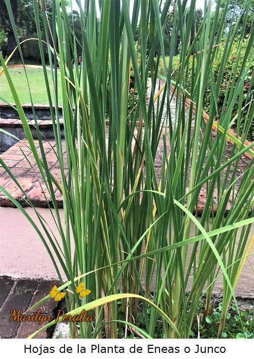 Hojas alargadas de la planta de Eneas o Junco.
