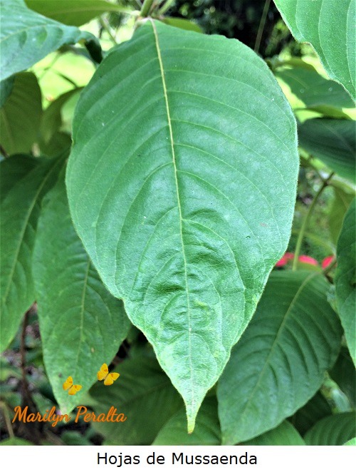Hojas de Mussaenda