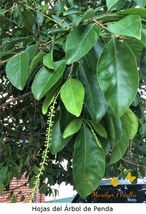 Hojas del árbol de Penda.