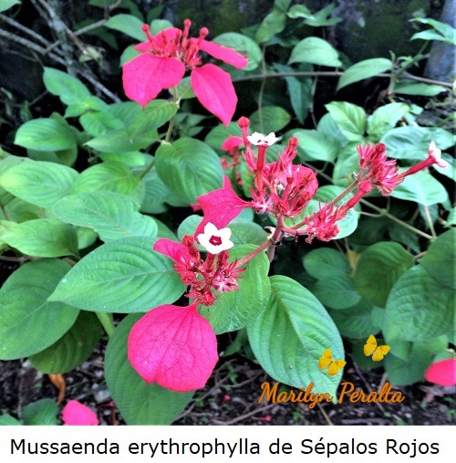 Mussaenda erythrophylla de sépalos rojos