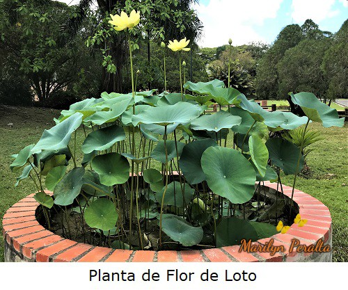 Planta de flor de Loto o Loto Sagrdo