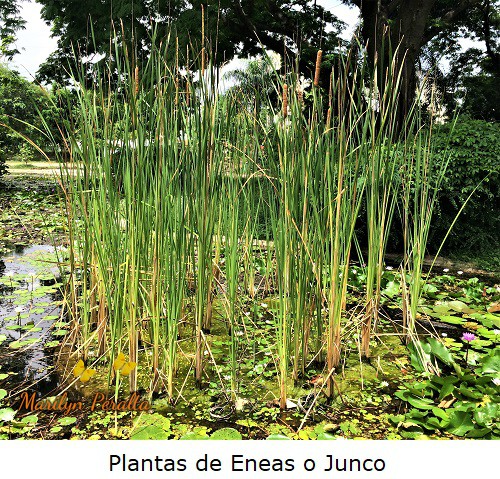 Plantas de Eneas o Junco