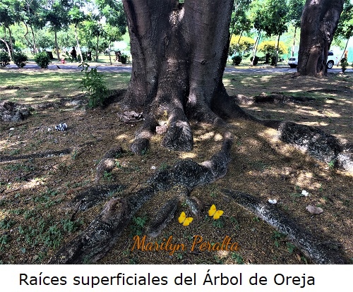 Raíces superficiales del Árbol de Oreja.