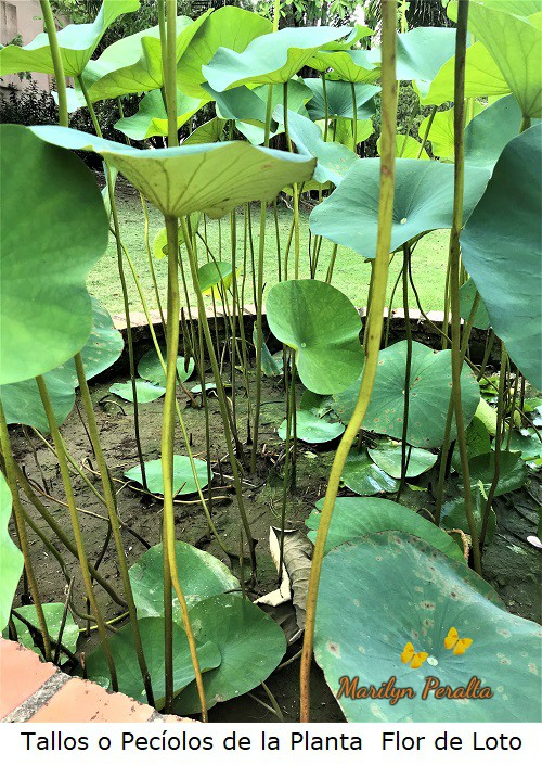Tallos de la Planta de Flor de Loto
