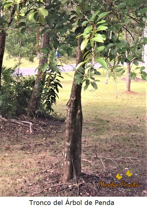 Tallo del árbol de Penda