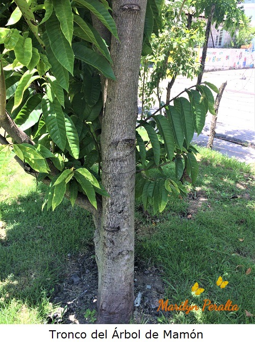 Tronco simple del árbol de mamón.