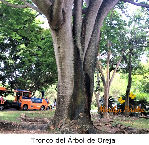 Tronco del árbol de Oreja.
