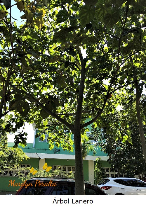 Árbol Lanero