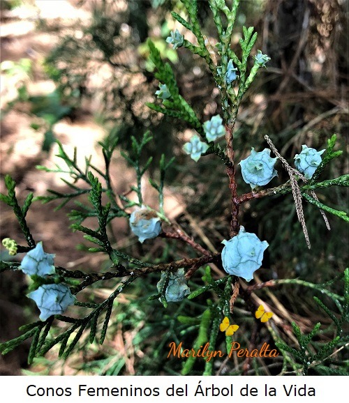 Conos del Arbol de la Vida
