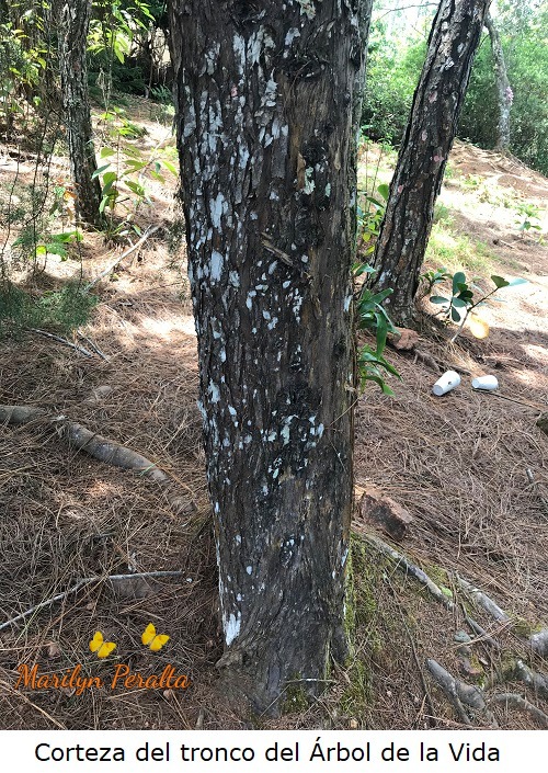 Corteza del tronco del arbol de la Vida
