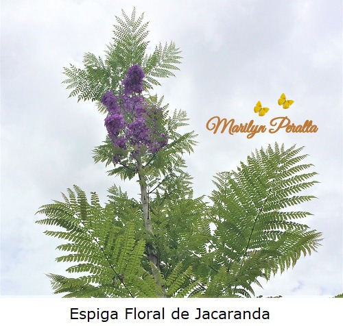 Espiga floral de Jacaranda