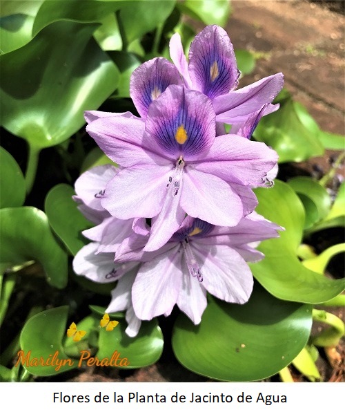Flor de la Planta de Jacinto de Agua