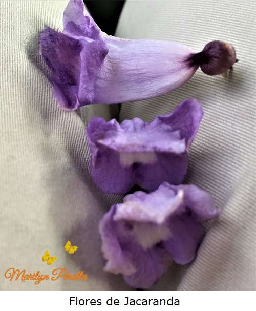 Flores de jacaranda